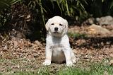LABRADOR 1031